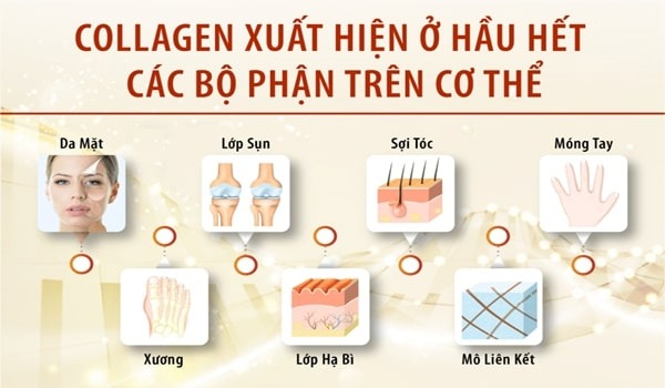 Tác dụng của collagen