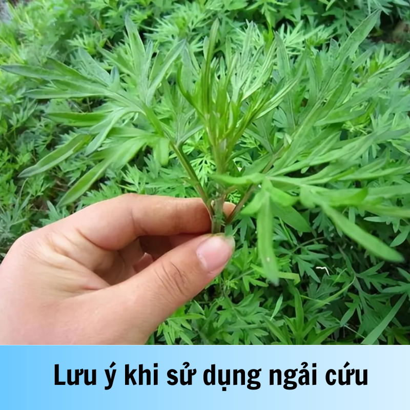 chua-roi-loan-kinh-nguyet-bang-ngai-cuu-phuong-phap-hieu-qua-tu-thien-nhien-6