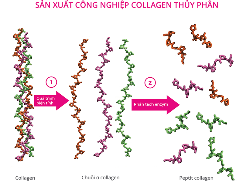 Collagen là một protein dạng sợi, chiếm 30% lượng protein trong cơ thể và 70% protein của da.
