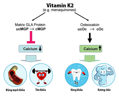  Vitamin K2 được mệnh danh là “người vận chuyển” canxi từ máu vào xương,