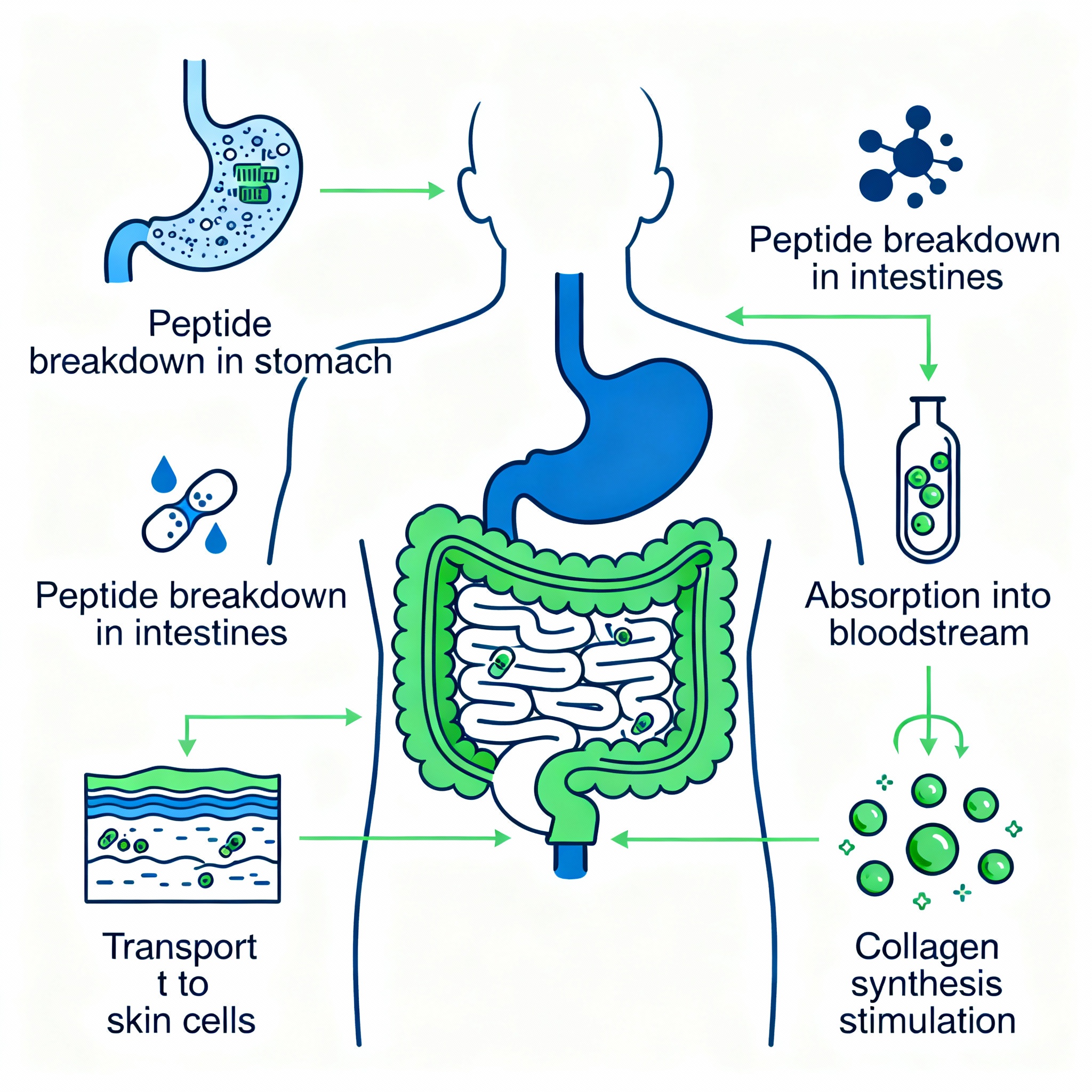 Collagen absorption mechanism