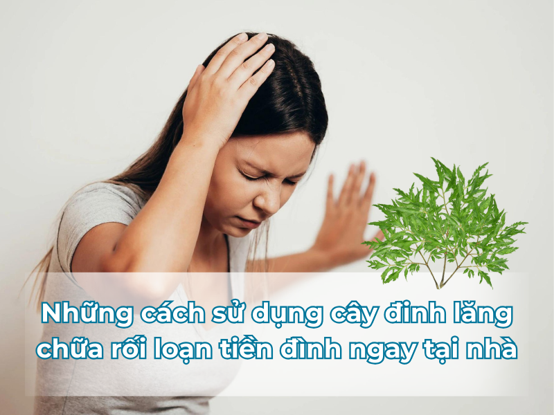 Những cách sử dụng cây đinh lăng chữa rối loạn tiền đình ngay tại nhà