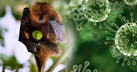 Virus Nipah: Hiểm họa tử vong và cách phòng ngừa